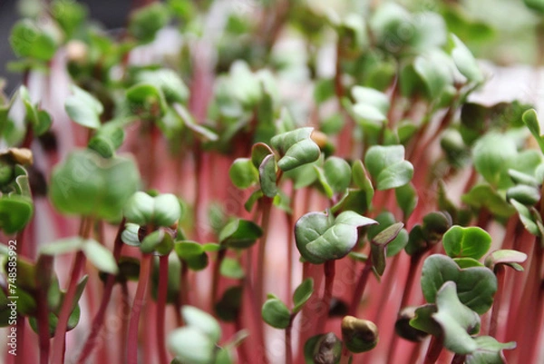 Fototapeta Radish microgreens. Radish microgreen sprouts close up. Selective focus. Blurred background. Small fresh sprouts of radish red coral. Urban gardening. Growing in container