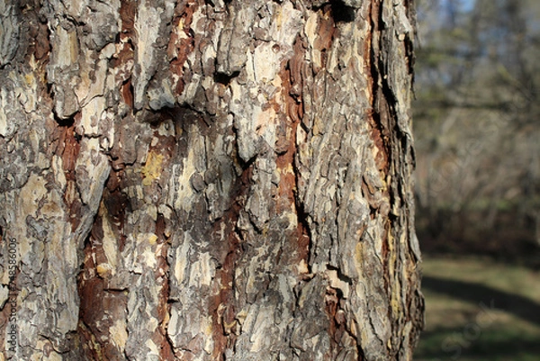 Fototapeta Pine trunk against background of the forest. Bark of old tree close-up. Nature texture