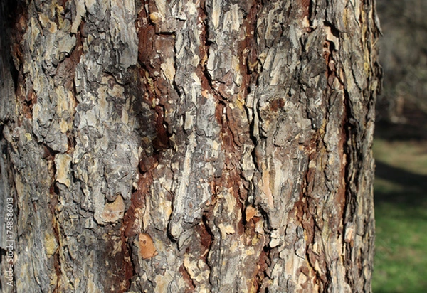 Fototapeta Pine trunk close-up. Bark of old tree. Tree in the park. Natural background