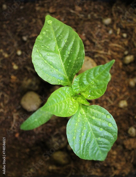 Fototapeta Pepper seedling in pot, top view. Pepper sprout with water drops on leaves. Growing plants in container. Gardening at home