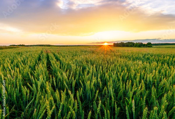 Fototapeta panoramic view at beautiful spring sunset in a green shiny field with green wheat and golden sun rays, deep blue cloudy sky on a background