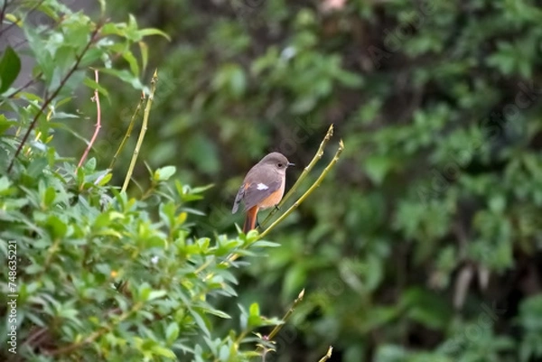 Fototapeta 枝にとまって餌をさがしている雌のジョウビタキ