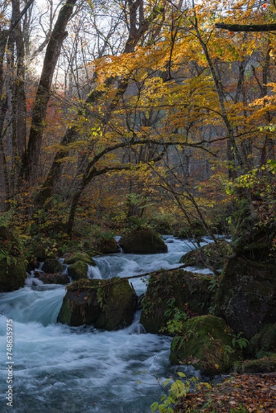 Fototapeta 日本　青森県十和田市、十和田湖の子ノ口から焼山まで続く奥入瀬渓流の飛金の流れと紅葉
