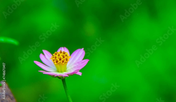 Obraz pink lotus flower