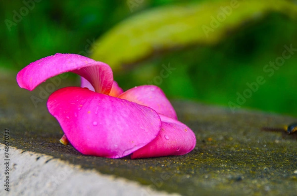 Obraz pink rose petals