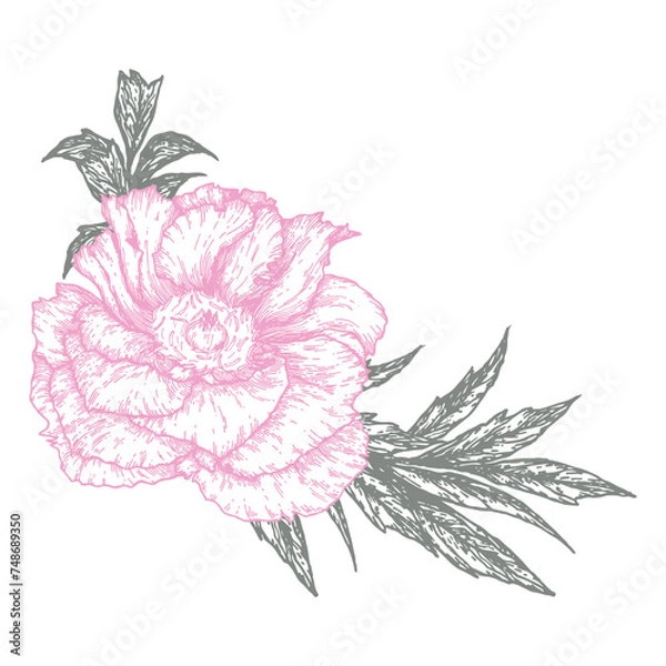 Fototapeta Botanical vector drawing of a peony hand-drawn in a graphic style. Floral isolated illustration for printing, tattoos, invitations, postcards and design