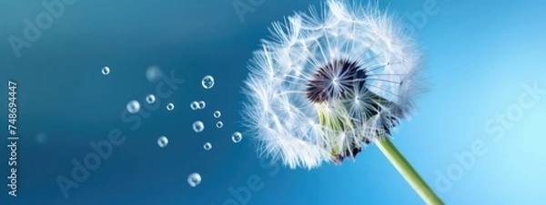 Obraz Dandelion on a bright blue background