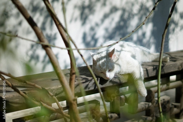 Fototapeta cat sleeping