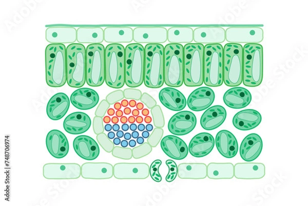 Fototapeta Leaf structure. Internal structure of the leaf. Diagram.