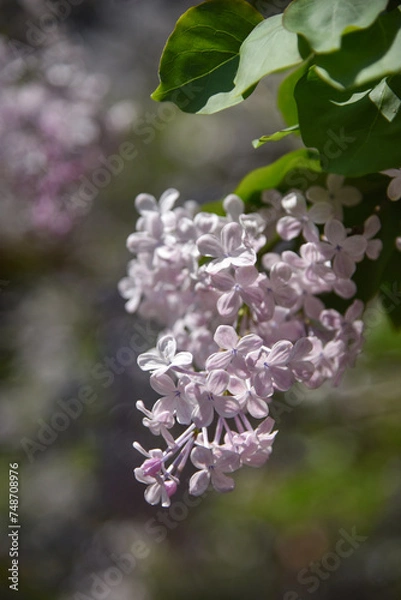 Fototapeta lilac in spring