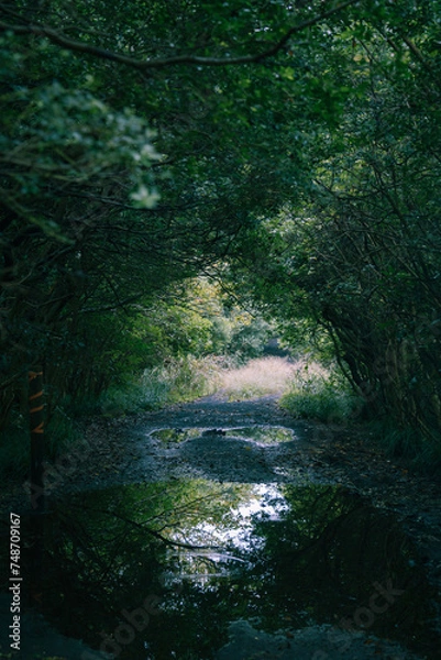 Fototapeta light in the forest