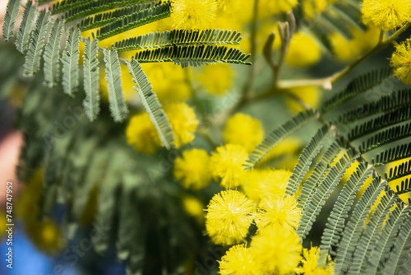 Obraz mimosa flowers