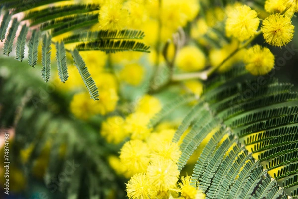 Obraz mimosa flowers