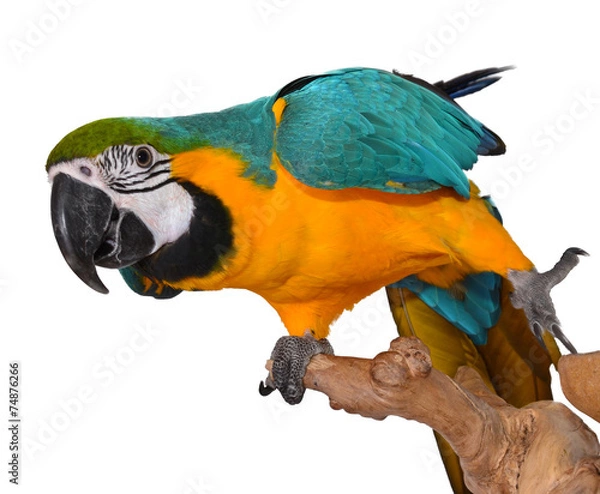 Obraz Blue and Gold Macaw