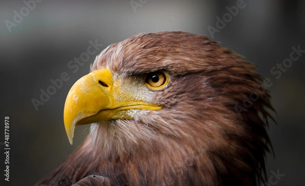 Fototapeta Nahaufnahme eines Steinadlers. Detailaufnahme schöner großer Greifvogel. Nahaufnahme eines Raubvogels der genau in die Kamera blickt.