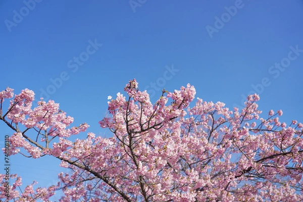 Fototapeta 戸田川緑地 河津桜 名古屋 愛知