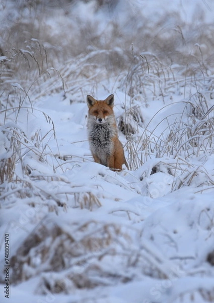 Obraz Reinecke Fuchs