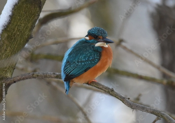 Obraz scheue Schönheit