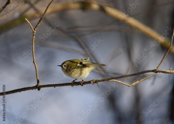 Obraz Wintergoldhänchen