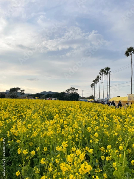 Obraz 渥美半島 菜の花まつり