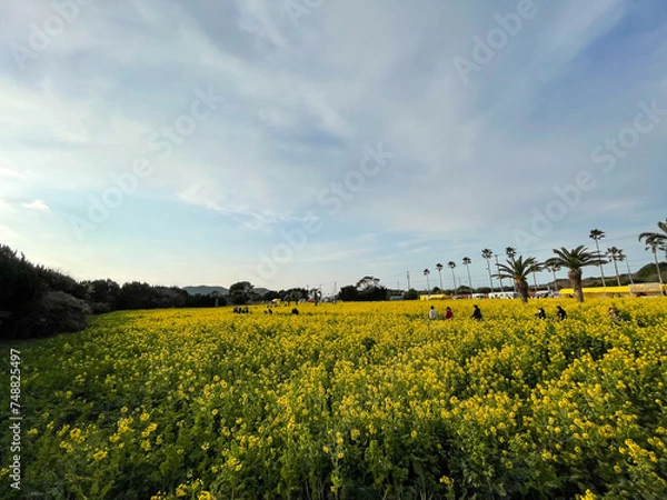 Obraz 渥美半島 菜の花まつり
