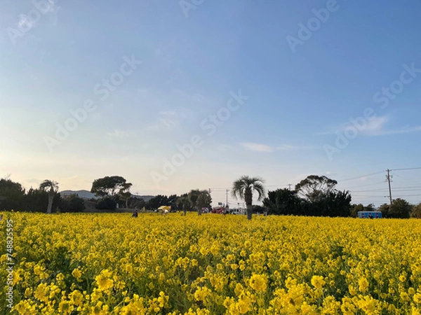 Obraz 渥美半島 菜の花まつり