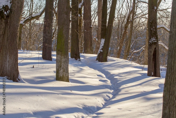 Obraz Snow in winter forest