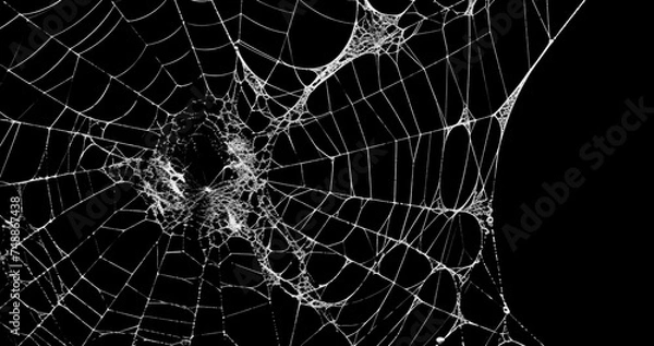 Obraz Spider's web realistic use black background