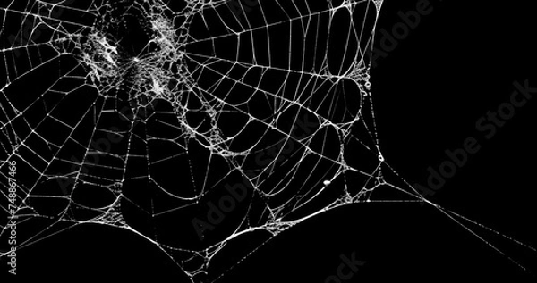 Obraz Spider's web realistic use black background