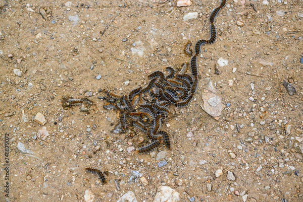 Obraz Des chenilles processionnaires urticantes envahissent les forets de pins