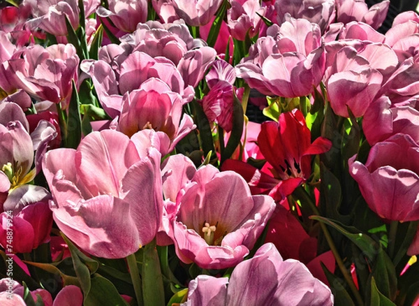 Fototapeta Close-up of pink tulips in a garden
