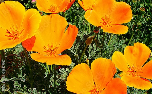 Fototapeta Close-up of bright orange California poppies in the Spring