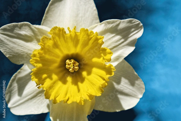 Fototapeta Close-up of a single, yellow daffodil or jonquil