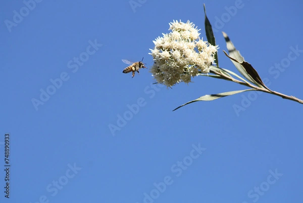 Fototapeta Close-up a a single honeybee flying near white blossoms on a flower, against a blue sky