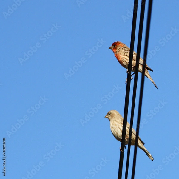 Fototapeta Two small sparrows or finches perch on a vertical wire against a blue sky