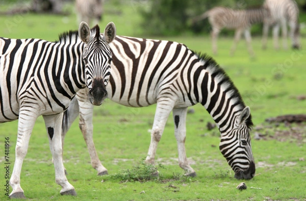 Obraz Zebra looking at camera