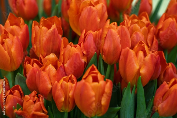 Obraz bright red tulips and green leaves in close-up