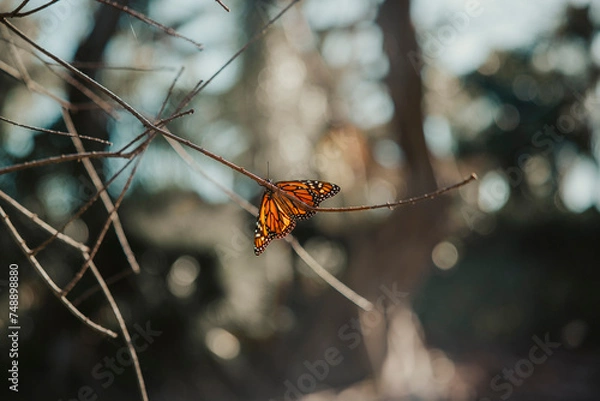 Fototapeta butterfly perched on a branch