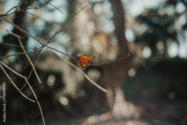 Fototapeta butterfly perched on a branch
