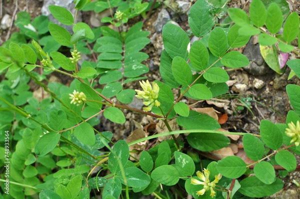 Fototapeta Astragalus (Astragalus glycyphyllos) grows in nature