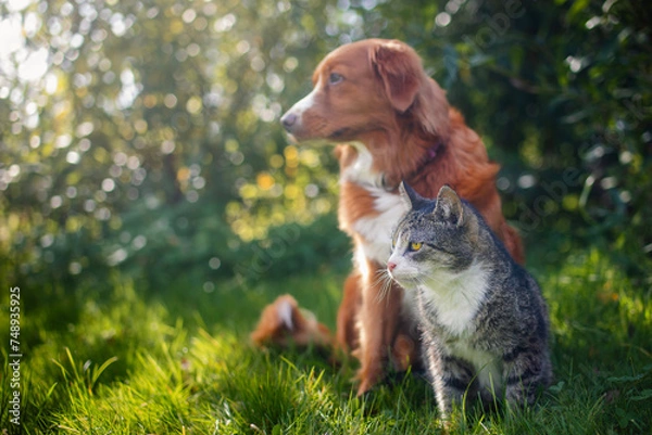 Fototapeta Cat and dog sitting together in grass on sunny summer day. Freindship between tabby domestic cat and Nova Scotia Duck Tolling Retriever..