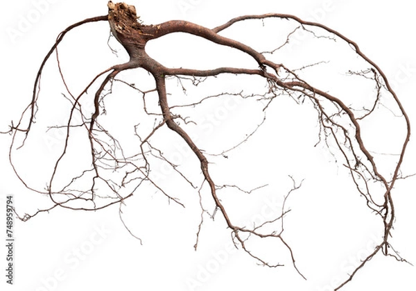 Fototapeta Tree Roots Detailed - Ready to use PNG Cutout Premium Isolated Image