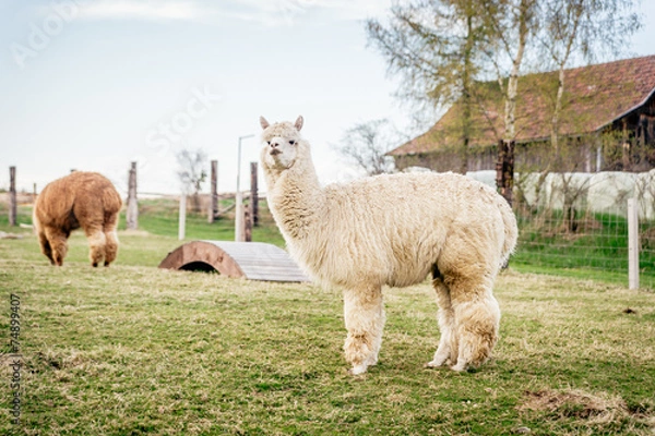 Fototapeta White alpaca on a ranch