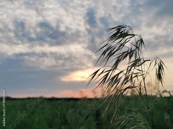 Obraz sunset over the field