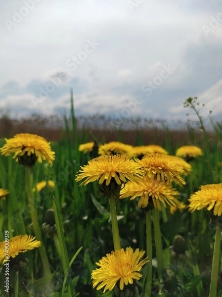 Obraz dandelions on a meadow