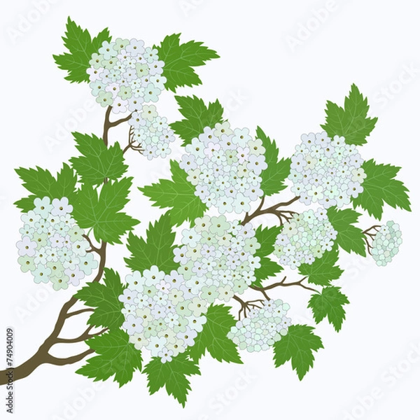 Fototapeta Spring card with  white flowers