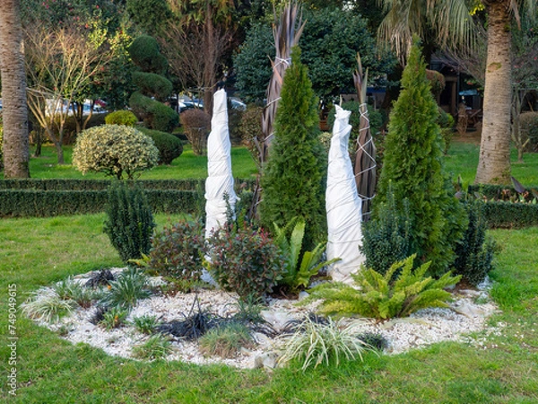 Fototapeta Bushes covered with fabric in the park for the winter. Protection of trees and plants. Gardening. Modern park in the south in winter.