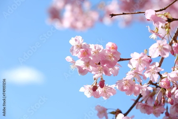 Fototapeta 河津桜