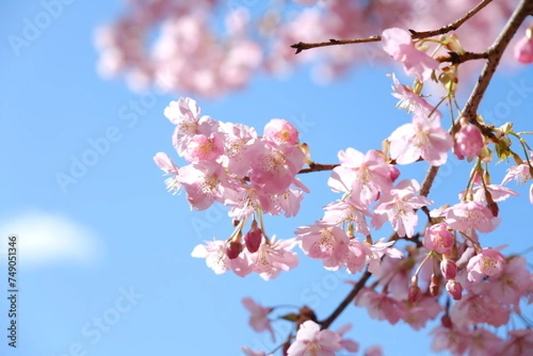 Obraz 河津桜