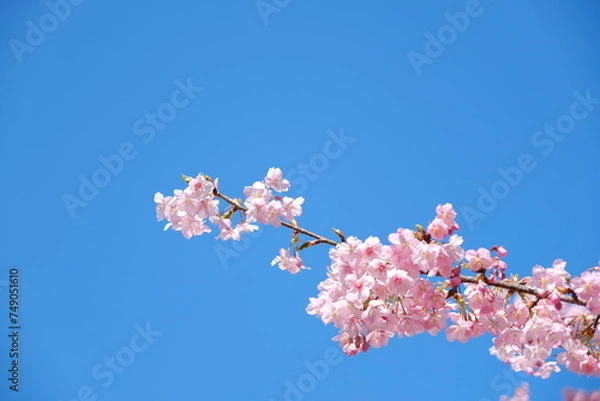 Fototapeta 河津桜